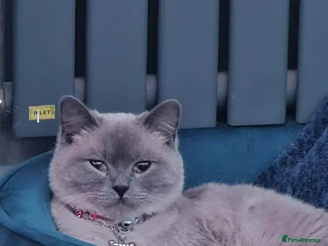 British Shorthair cats 6 gorgeous bsh kittens . - Advert 15