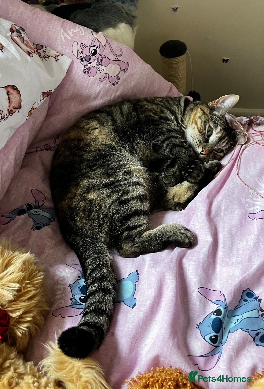 Mixed Breed cats for sale: Adult female tabby  - Advert 5