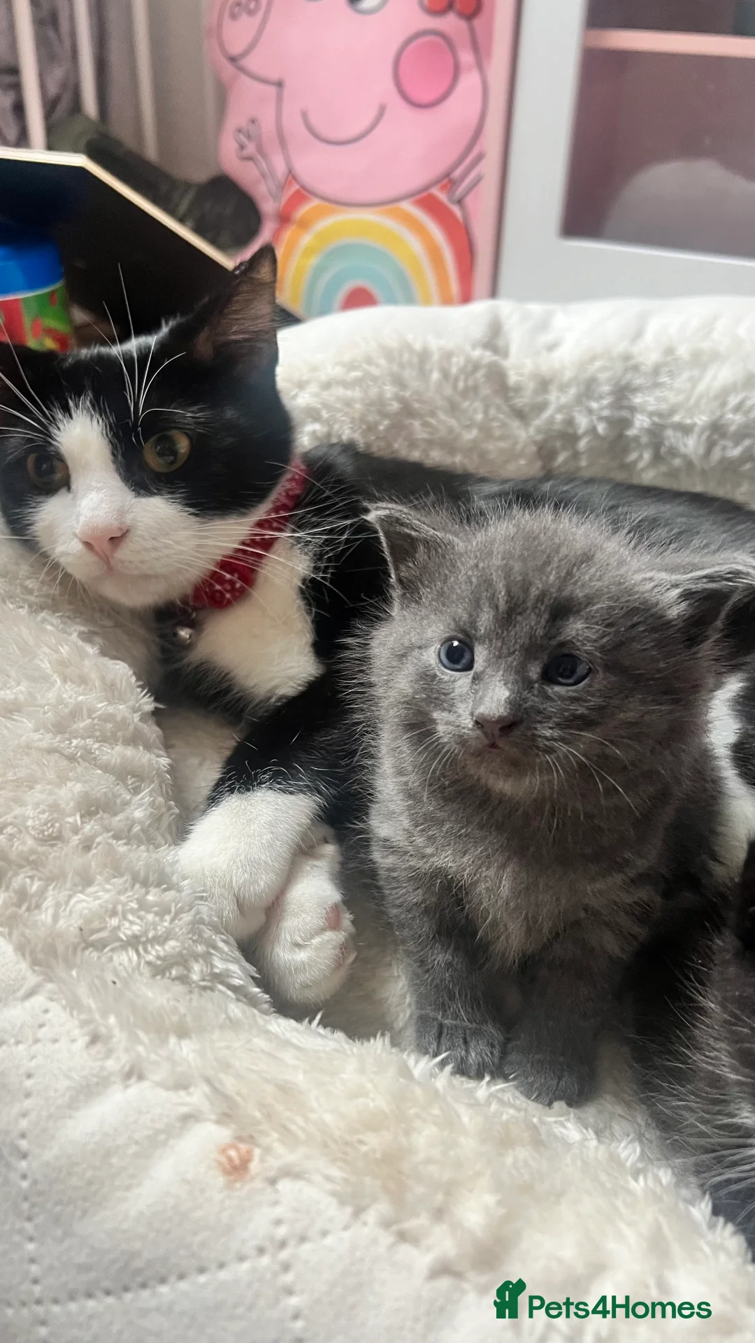 Mixed Breed cats for sale: 3 Gorgeous Kittens - Advert 10