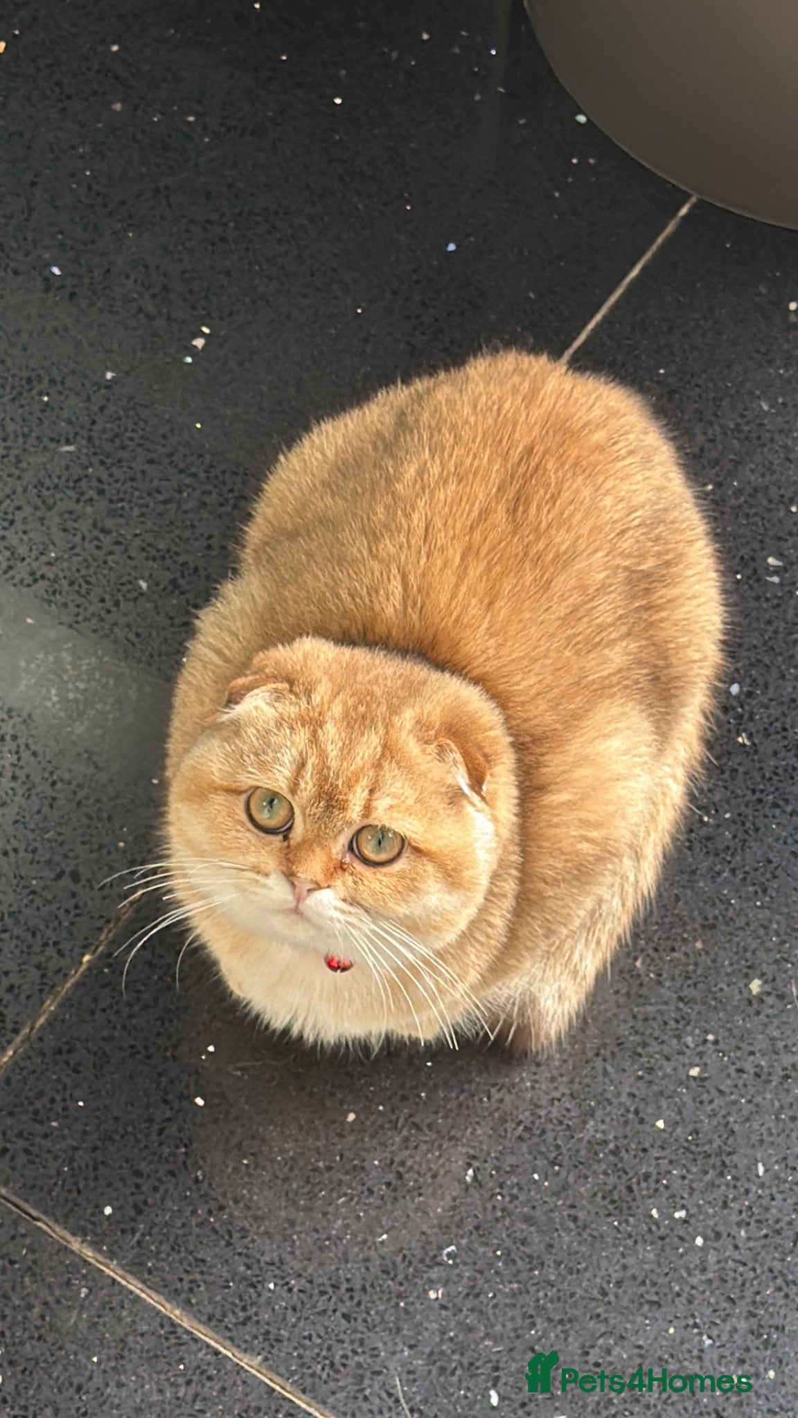 Scottish Fold cats TICA REGISTERED SCOTTISH FOLD  FEMALE FOR SALE - Advert 1