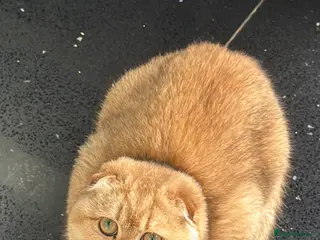 Scottish Fold cats TICA REGISTERED SCOTTISH FOLD FEMALE FOR SALE - Advert 1