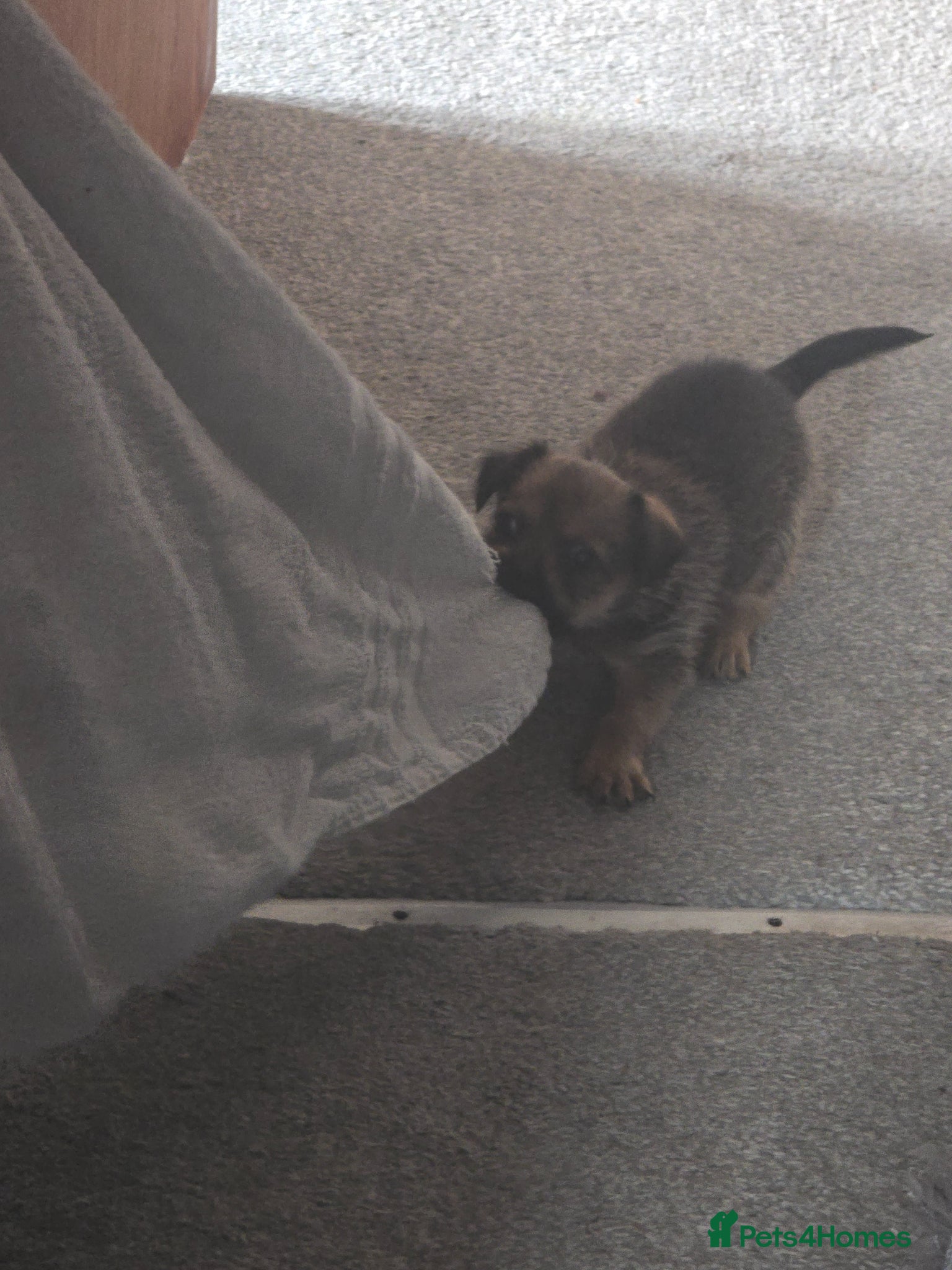 Mixed Breed dogs Chiapso puppy - Advert 10
