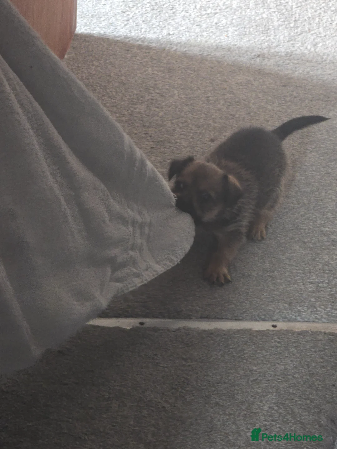 Mixed Breed dogs for sale: Chiapso puppy - Advert 1