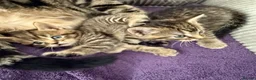 British Shorthair cats for sale: British shorthair Kittens - Advert 13