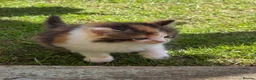 Mixed Breed cats for sale: She/her in Swindon - Advert 6