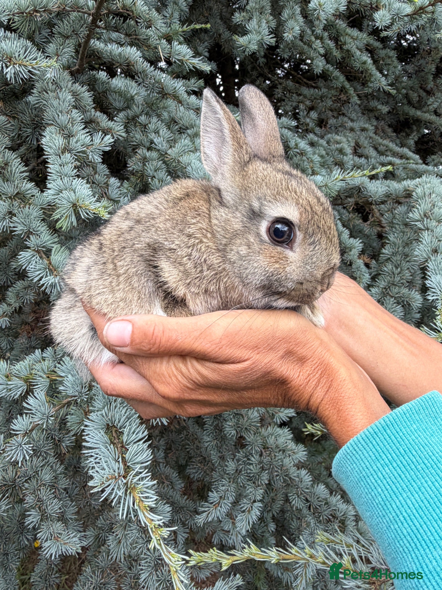 Netherland Dwarf rabbits Netherland Dwarf Baby Rabbit Female Doe  - Advert 1