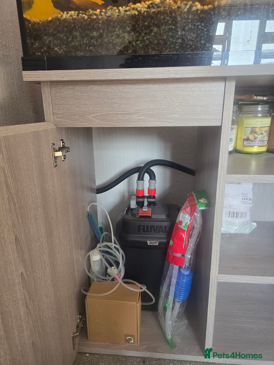 Cichlids fish for sale: Full fishtank set up  - Image 2
