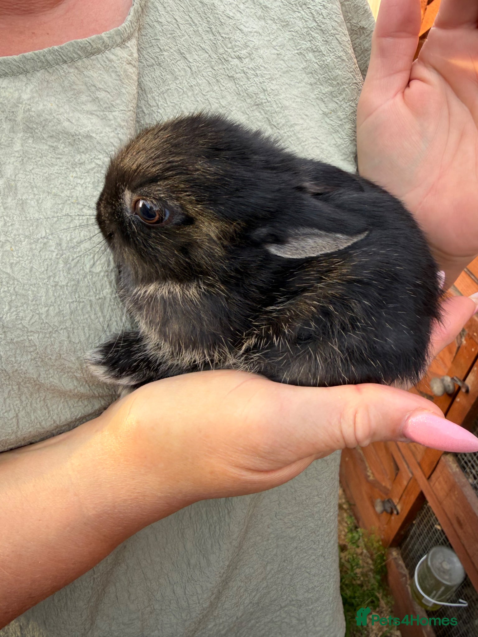 Netherland Dwarf rabbits Netherlands dwarf babies  - Advert 2