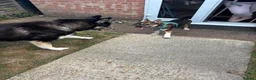Mixed Breed dogs for sale: Rose  - Advert 6