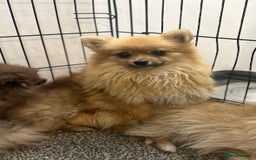 Pomeranian dogs for sale: Adorable Pom puppies 💙❤️ - Image 19