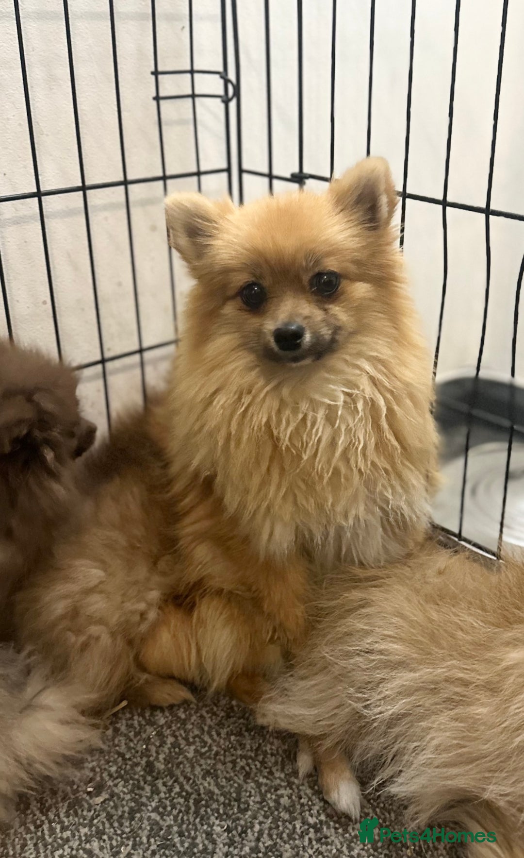 Pomeranian dogs for sale: Adorable Pom puppies 💙❤️ - Image 19