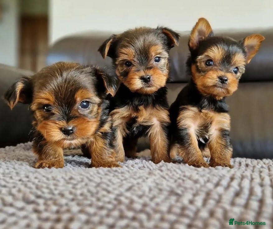 Yorkshire Terrier dogs Fearless Spirit, Affectionate Heart — Yorkie pups - Advert 16