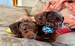 Miniature Dachshund dogs for sale: ❤️🐾💫 Outstanding Miniature Dachshunds 🐾❤️💫 - Image 5