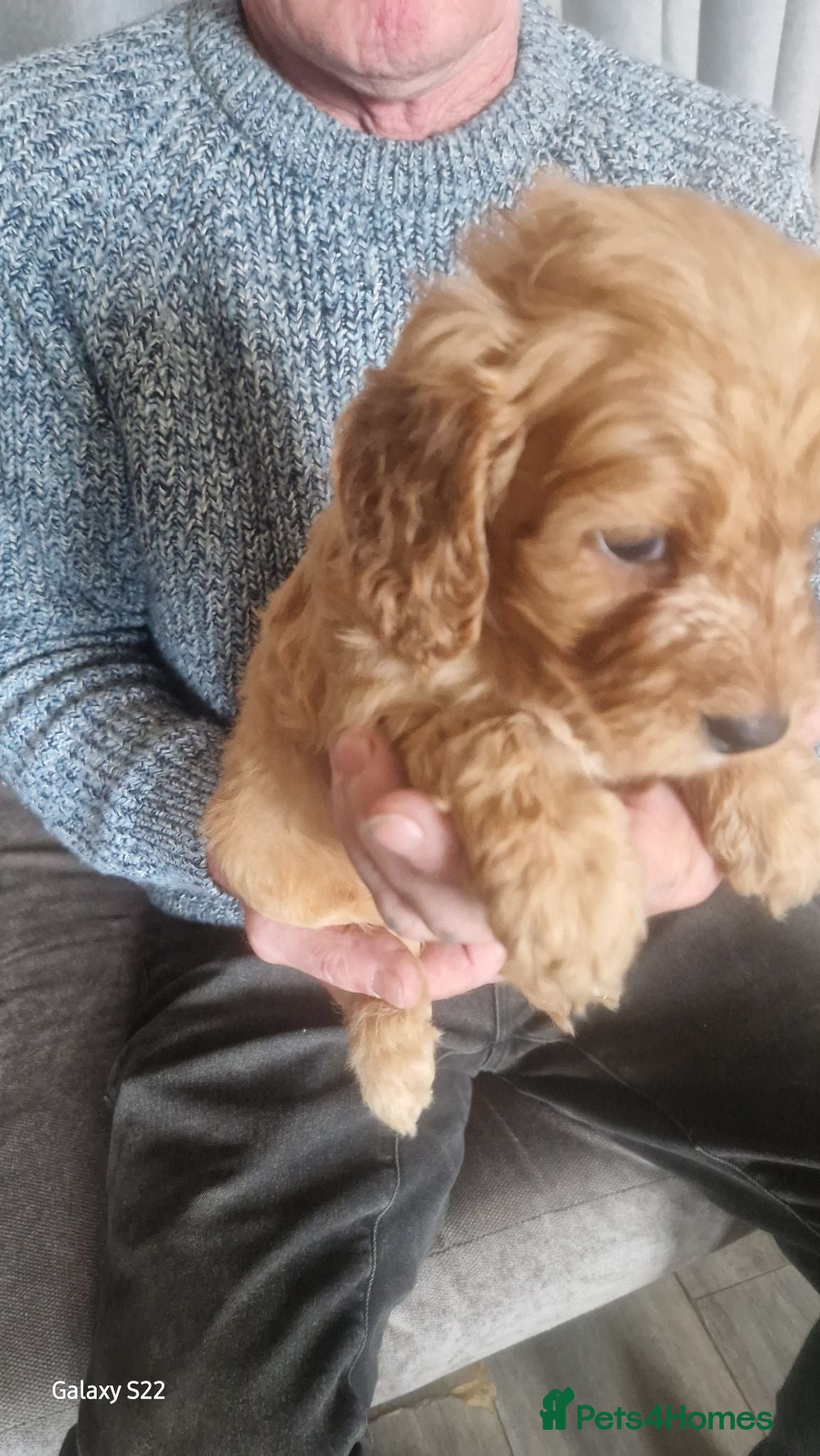 Cockapoo dogs F1 b cockapoos   - Advert 1