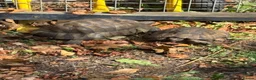 Tortoise reptiles for sale: Marginated and Spur Thighed Tortoises  - Advert 2