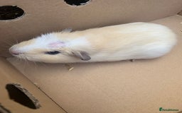 Guinea Pig rodents for sale: Mixed guinea pigs for sale  - Advert 3