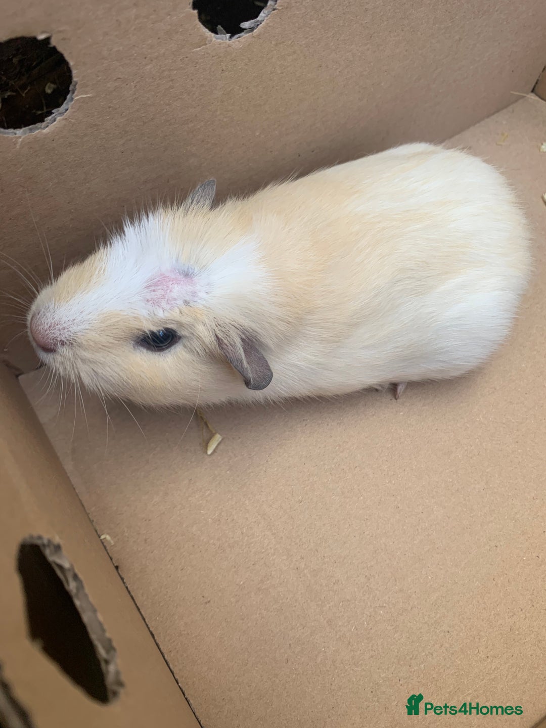 Guinea Pig rodents for sale: Mixed guinea pigs for sale  - Advert 3