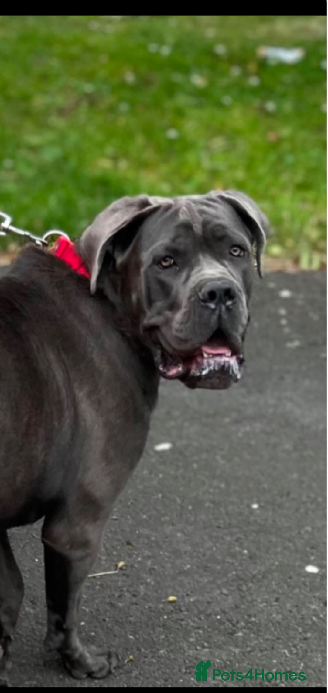 Cane Corso dogs for sale: Cane corso pups - Advert 7