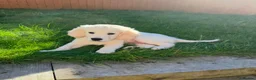 Golden Retriever dogs for stud: Beautiful KC golden retriever for stud in Gateshead - Advert 3