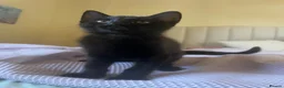 Mixed Breed cats for sale: 2 boys + girl - Advert 11