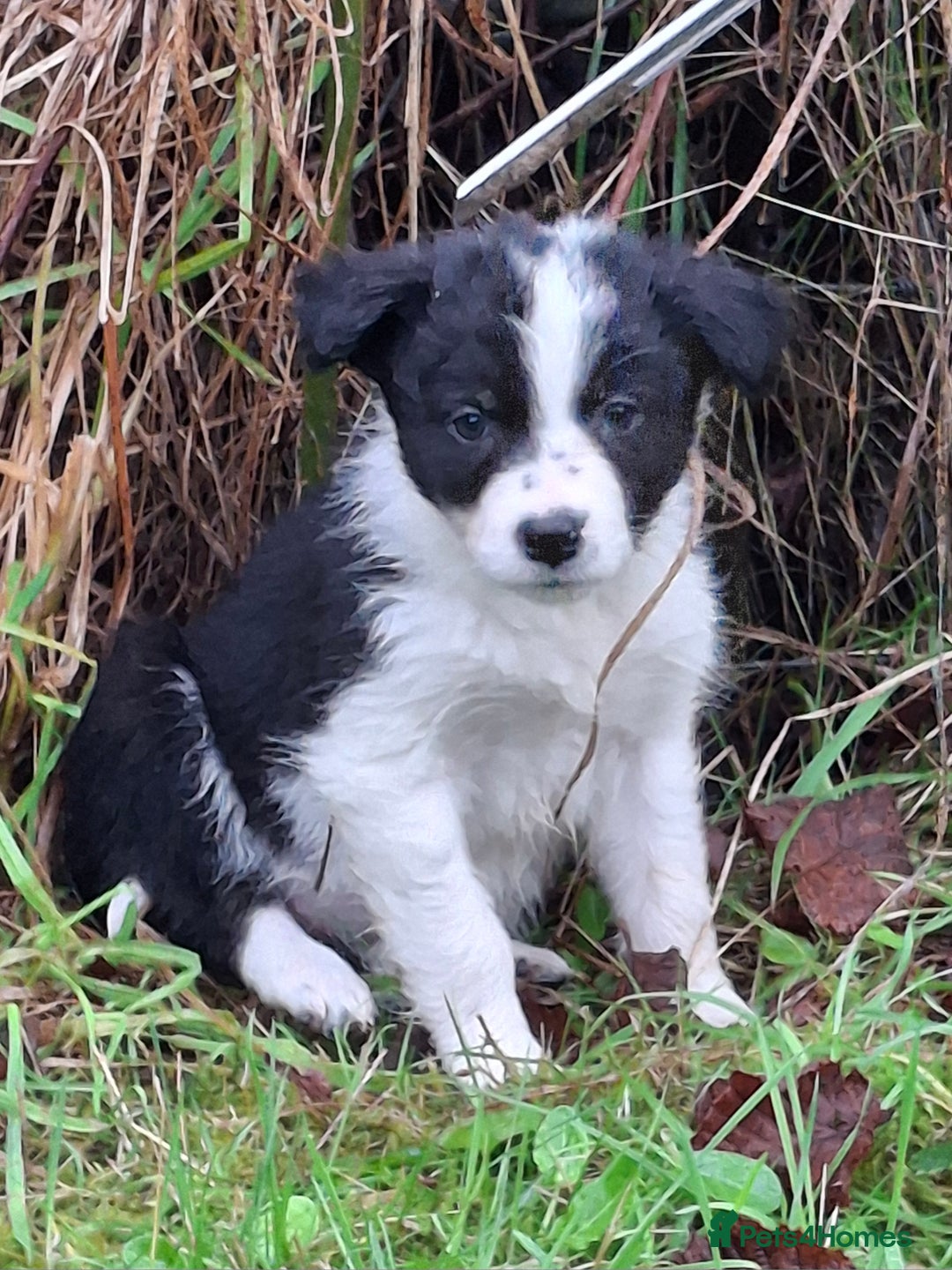 Border Collie dogs for sale: ISDS Border Collie Pups - Advert 14