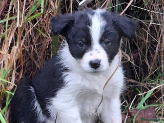 Border Collie dogs ISDS Border Collie Pups - Advert 5