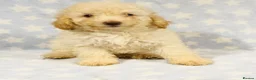 Toy Poodle dogs for sale: Beautiful toy poodles, ready now  - Advert 2