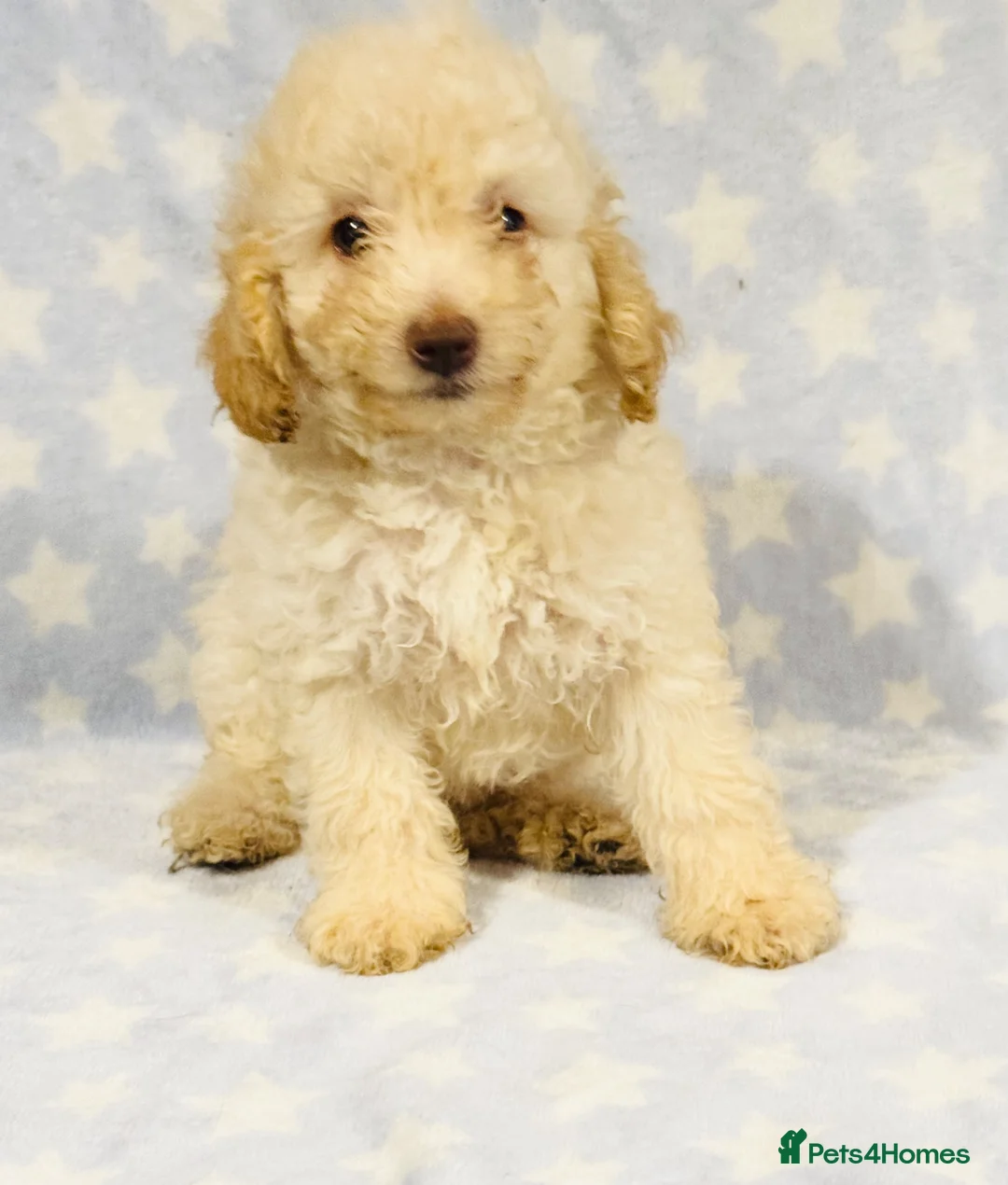 Toy Poodle dogs for sale: Beautiful toy poodles, ready now  - Advert 2