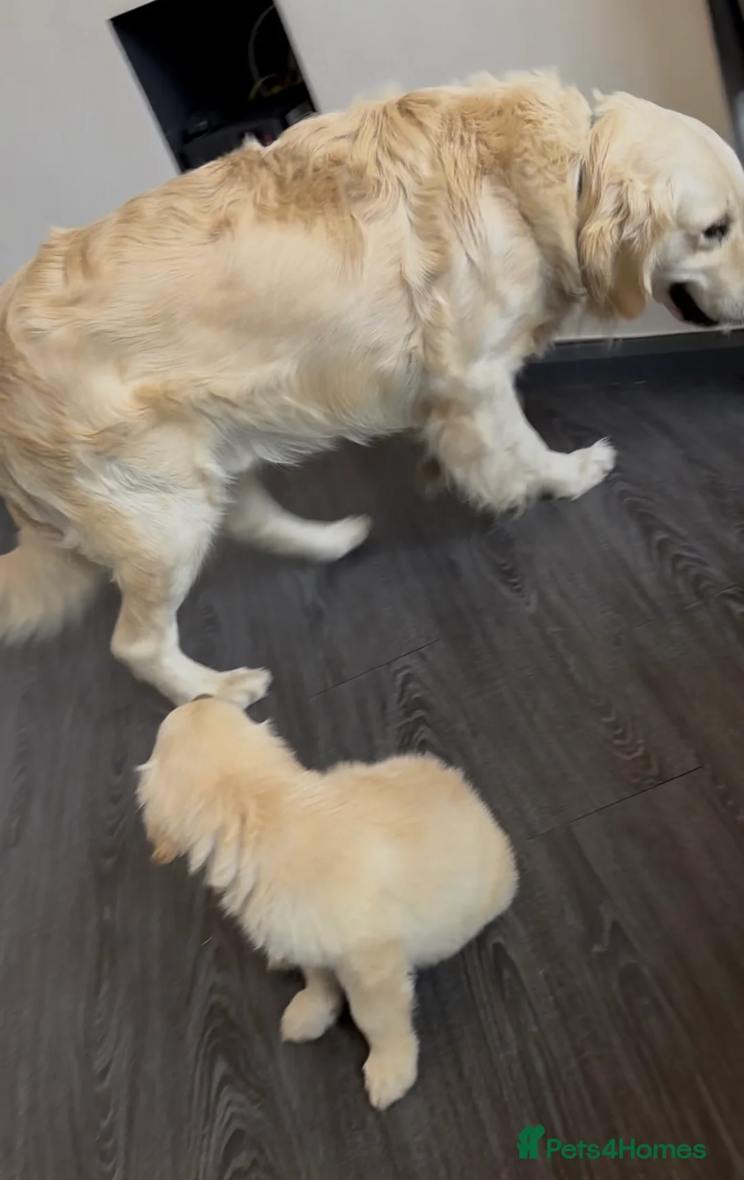 Golden Retriever dogs for stud: Beautiful golden RETRIVER for stud - Advert 6