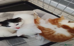 Turkish Angora cats for sale: Turkish angora w/kittens - Image 2