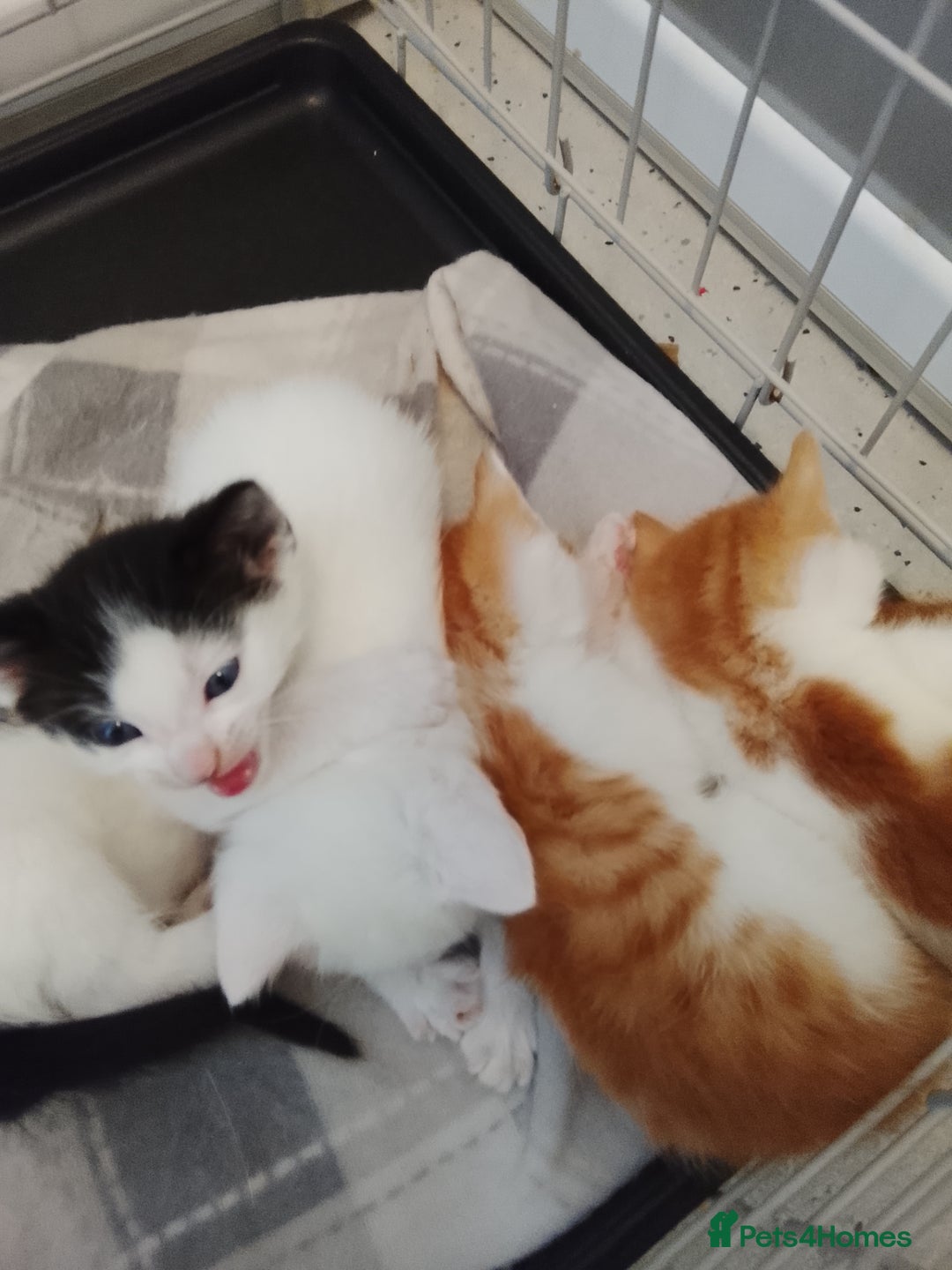 Turkish Angora cats for sale: Turkish angora w/kittens - Image 2
