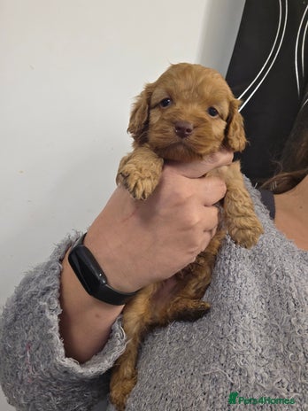 Cockapoo dogs - Advert 11