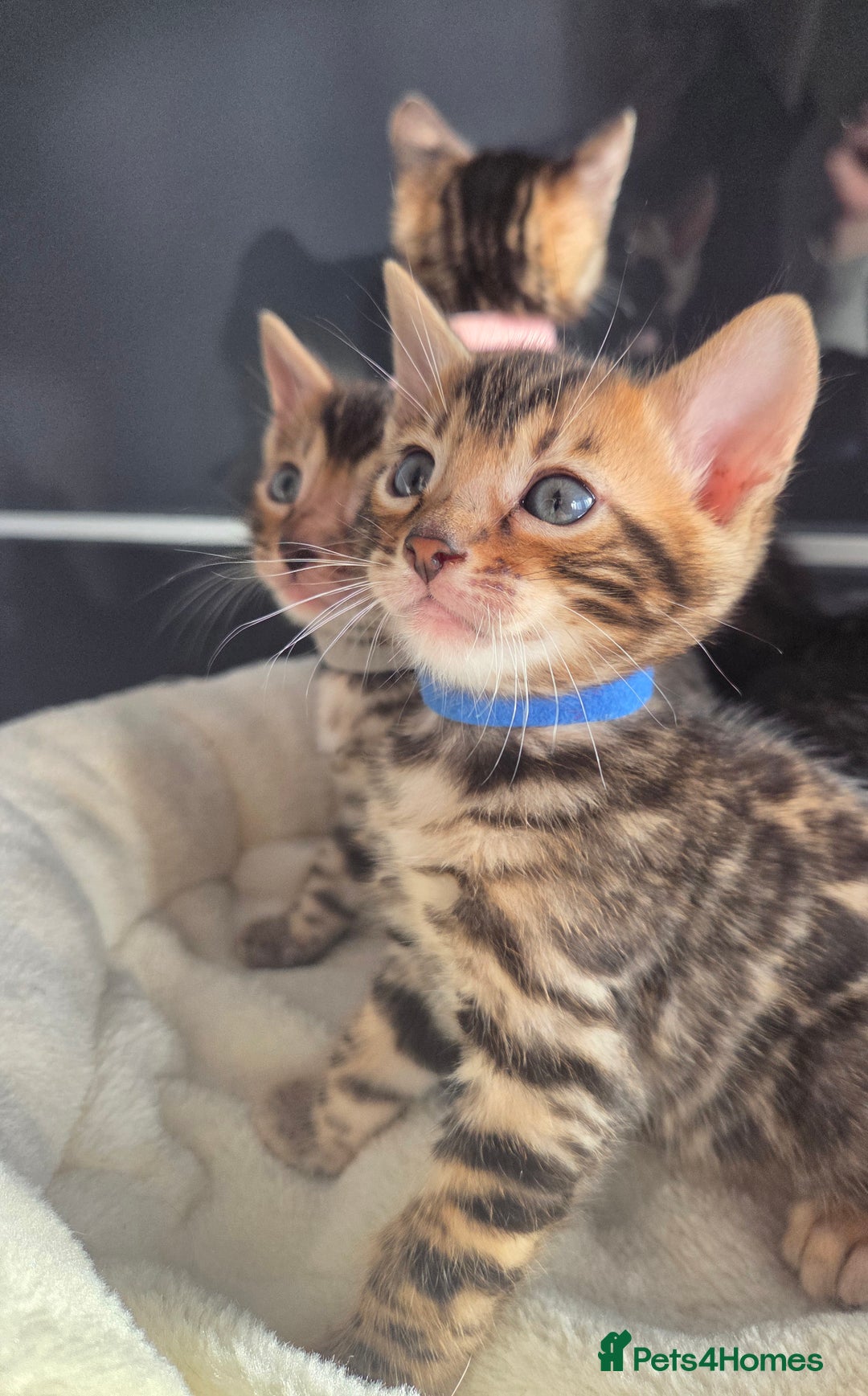 Bengal cats for sale: Tica register Bengal Kittens 😸  - Advert 7