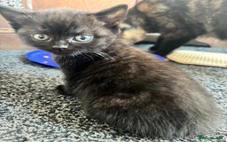 British Shorthair cats for sale: Beautiful black kittens  - Image 3