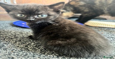 British Shorthair cats - Advert 16