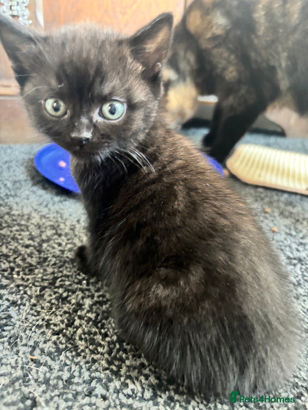 British Shorthair cats for sale: Beautiful black kittens  - Image 3