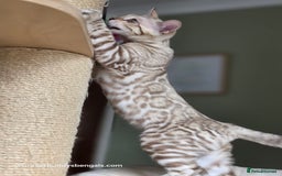 Bengal cats for sale: Clouded Mink Rosetted Bengal Girl - Image 2
