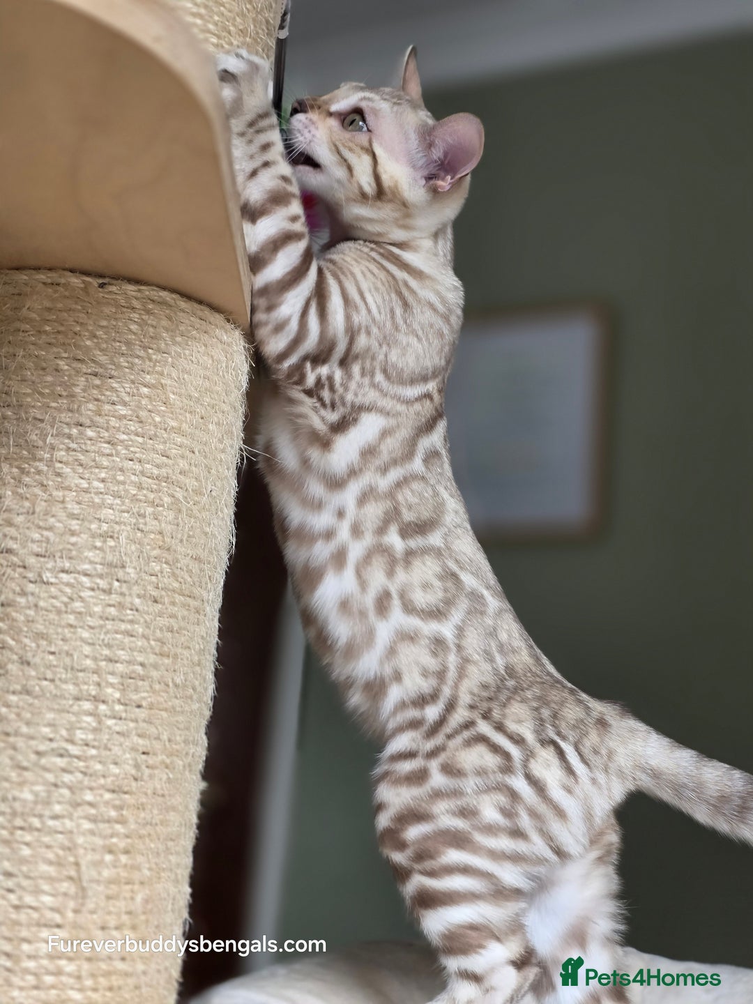 Bengal cats for sale: Clouded Mink Rosetted Bengal Girl - Image 2