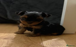 Yorkshire Terrier dogs for sale: Beautiful Yorkie Puppy – 1 Girl Available - Image 3