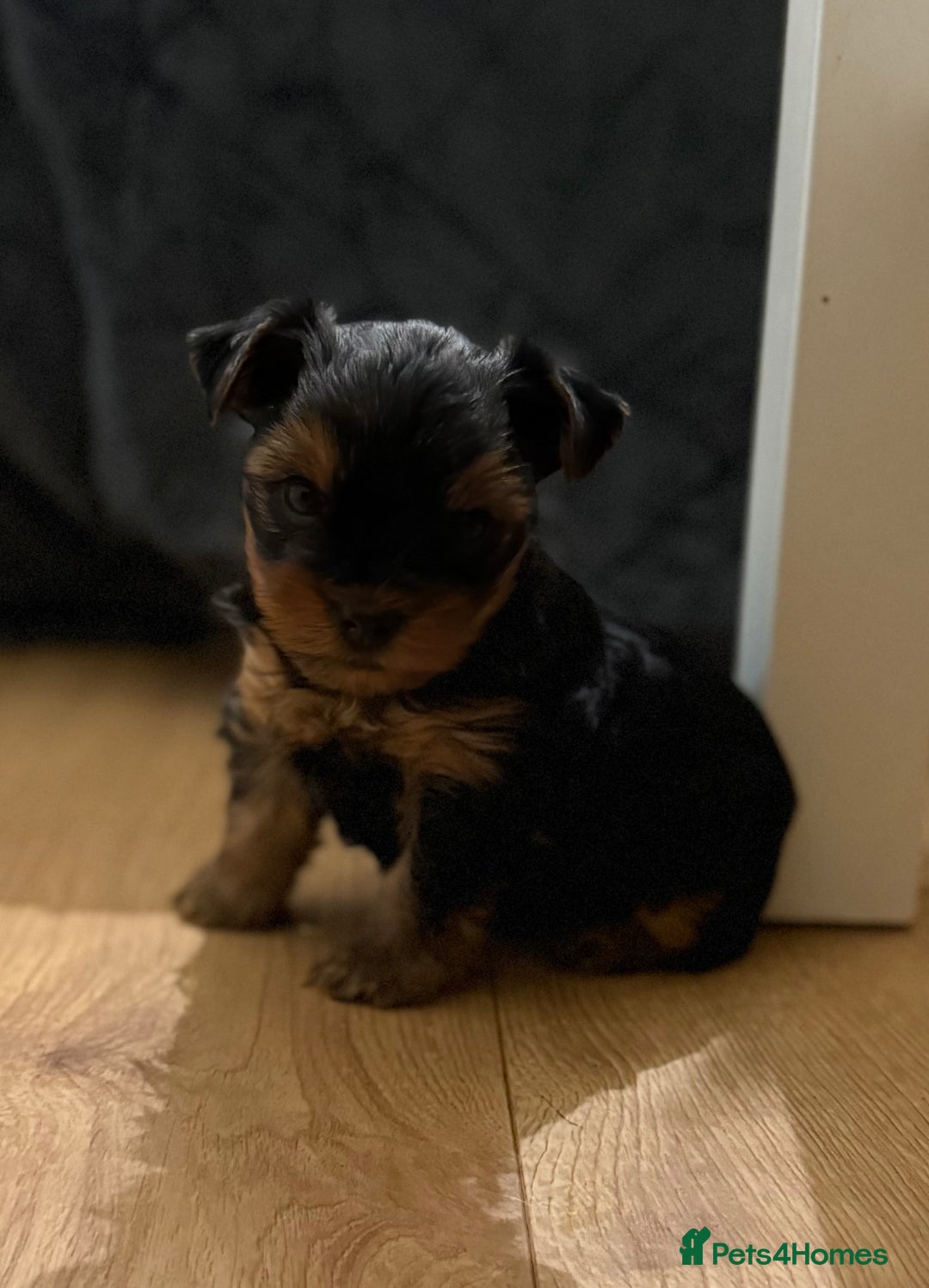 Yorkshire Terrier dogs for sale: Beautiful Yorkie Puppy – 1 Girl Available - Image 3