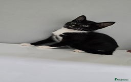 Mixed Breed cats for sale: The Kitten cat female  - Image 2