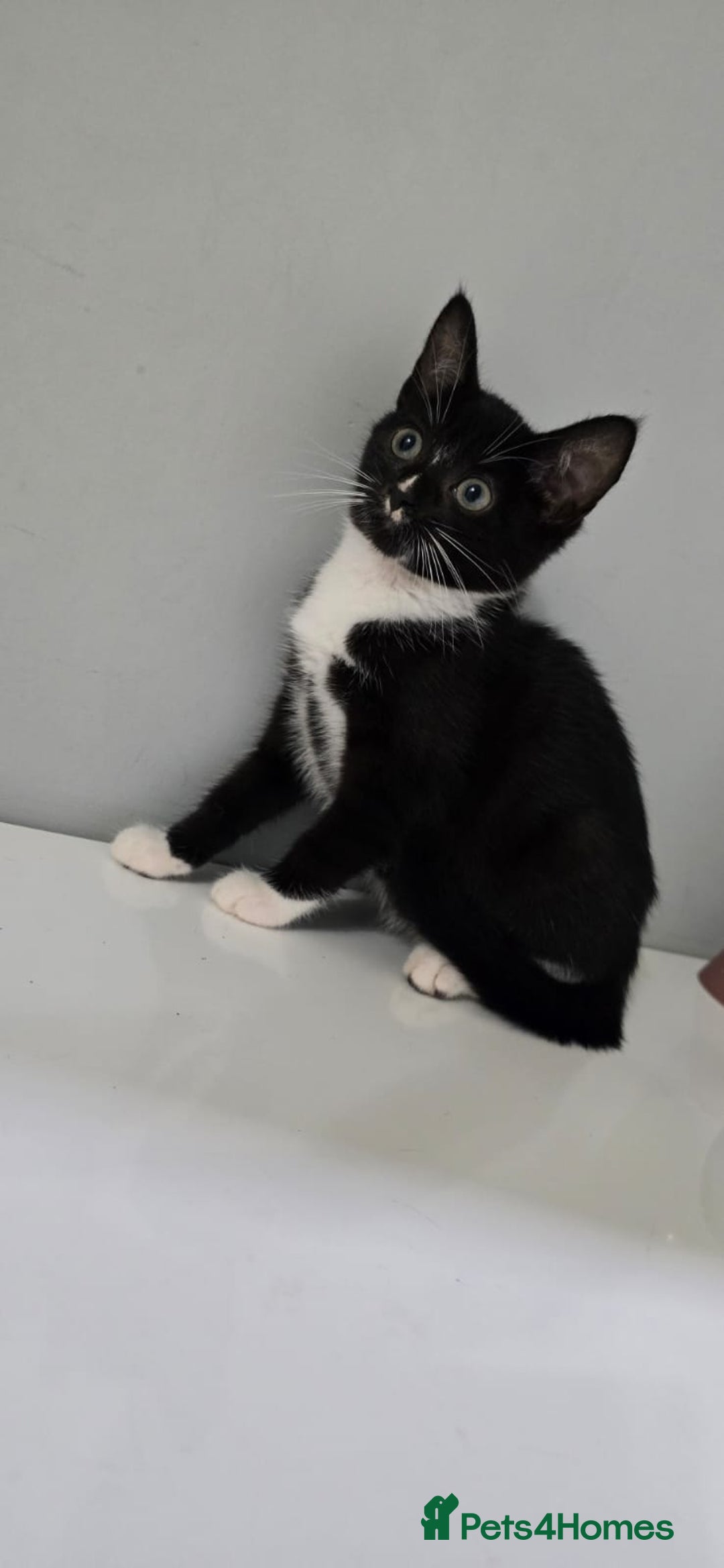 Mixed Breed cats for sale: The Kitten cat female  - Image 2