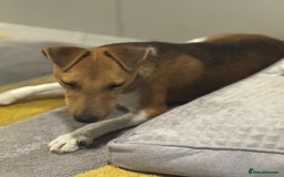 Fox Terrier dogs for adoption: Beautiful Rusty needs a home - Image 7