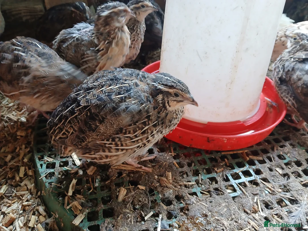 Quail poultry for sale: Lots of quail available - Advert 2