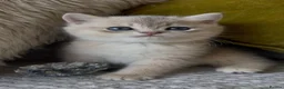 British Shorthair cats for stud: Golden British Shorthair Stud NY12 TICA Proven - Advert 11