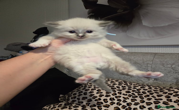 Ragdoll cats - Advert 1