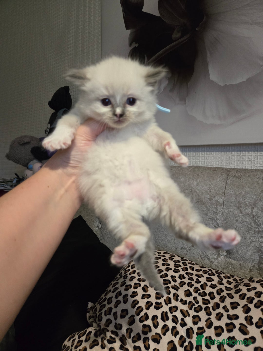 Ragdoll cats for sale: Mitted blue-point pure Ragdoll - Image 1