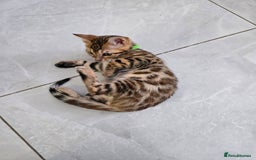 Bengal cats for sale: Stunning bengal kittens READY NOW - Image 18