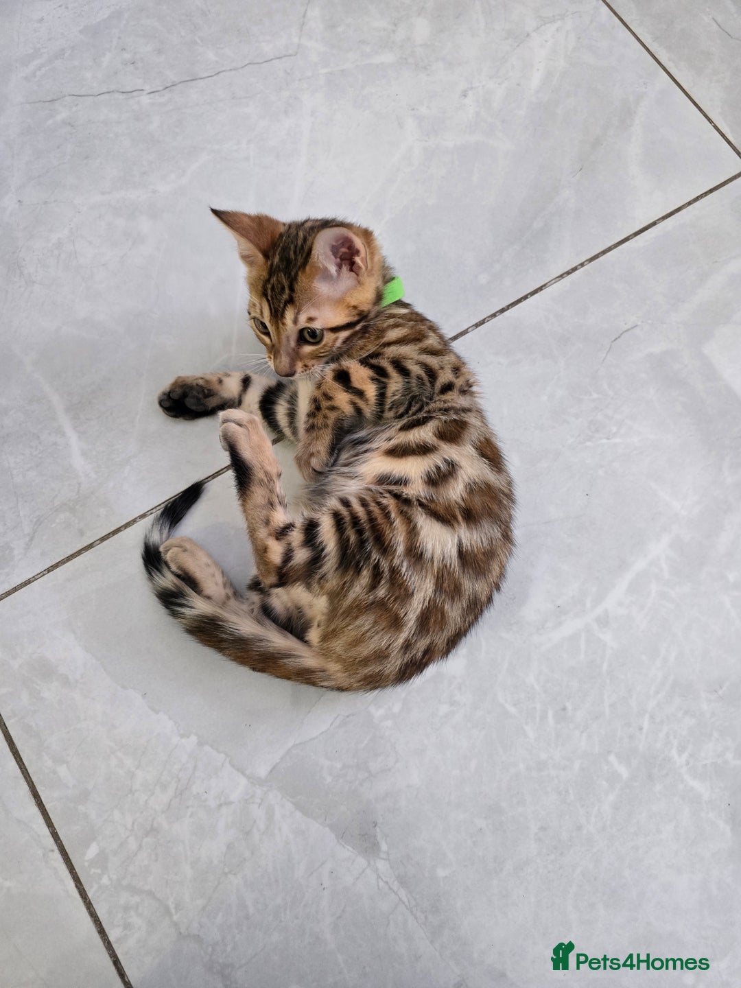 Bengal cats for sale: Stunning bengal kittens READY NOW - Image 18