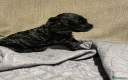 Cockapoo dogs for sale: F1 Cockerpoo pups. KC parents & health tests - Image 17